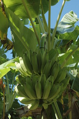 Obraz premium Musa Paradisiaca