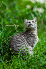 cat on the grass