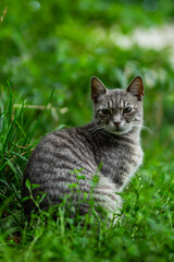 cat on the grass