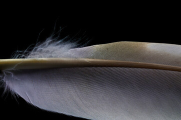 Dove Feather