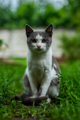 Obraz premium cat on the grass