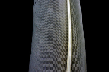 Dove Feather