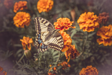 Large butterfly on orange flowers.