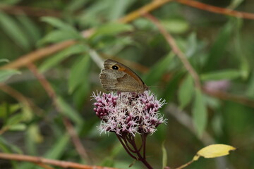 butterfly on flower