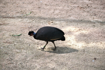 Gallinella a pois