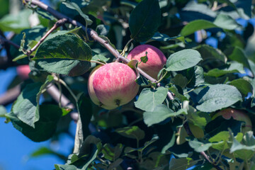 Apples on the branches of a tree.