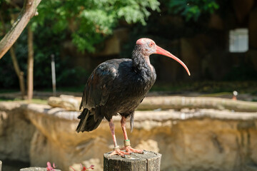 Ibis calvo