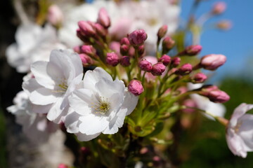 Fototapeta na wymiar Spring white pink almond blossoms close up picture, blooming flowers.