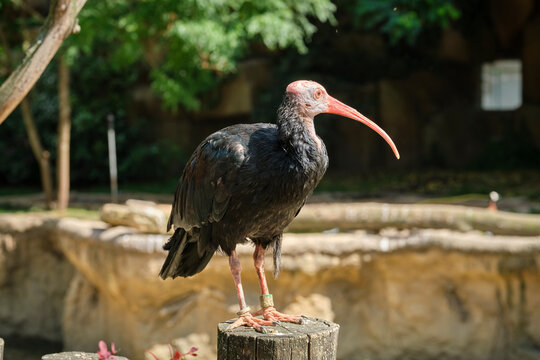 Ibis calvo