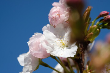 Pink magnolia almond blossom flower close up, blue sky background