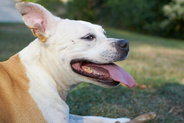 Brown and white american staffordshire terrier dog playing in a garden with a wooden stick