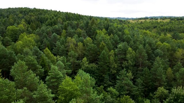 Harz forest densely planted top view flying drone coniferous deciduous green beautiful view