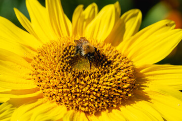 Bumblebee on a flower close-up.