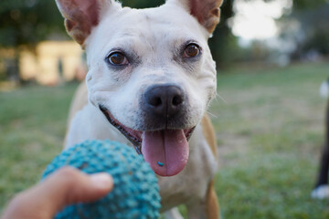 Brown and white american staffordshire terrier dog playing in a garden with a ball