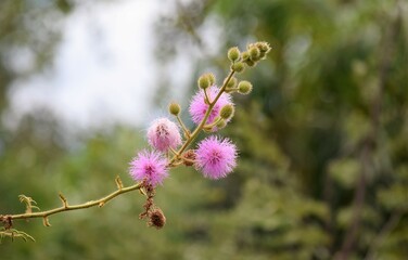 flor no Cerrado