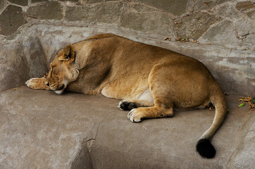 Beautiful sleeping lioness within the walls of the Moscow Zoo