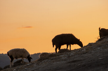 Fototapeta na wymiar Beautiful sheep on the background of sunset in the mountains of Dagestan.