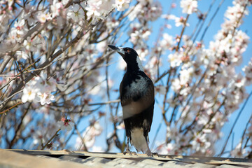 Australian magpie bird perched in front of a flowering almond tree in blossom, during the months of spring 