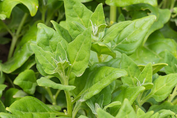 plant New Zealand spinach growing outdoors