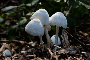 mushrooms in the afternoon