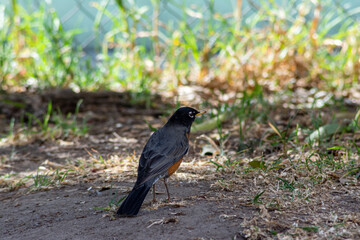 Pájaro descansando en el bosque antes de continuar la migración en un día de invierno, se encuentra disfrutando un día soleado  