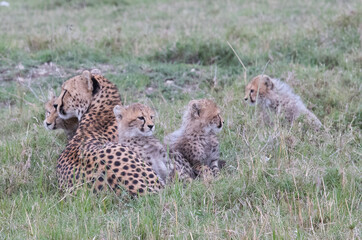 Cheetah Mother with Cubs