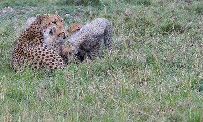 Cheetah Mother with Cubs