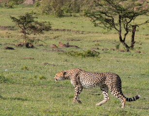 Cheetah in the Wild