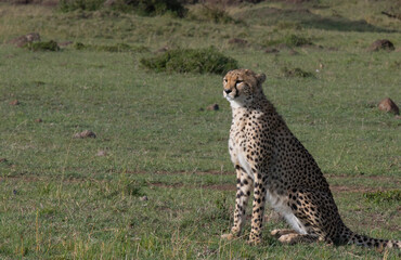 Cheetah in the Wild