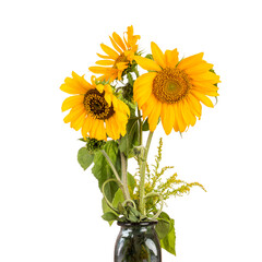 Annual sunflower, Oilseed sunflower is a species of herbaceous plants from the genus Sunflower of the Asteraceae family, isolated on a white background