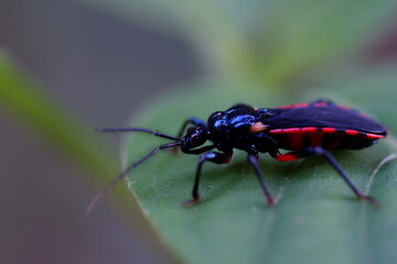 bug on a leaf