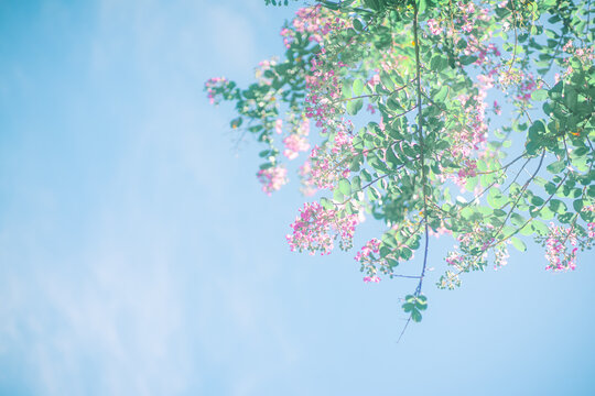 1 141 Best 百日紅 Images Stock Photos Vectors Adobe Stock