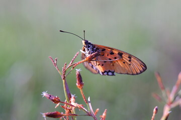 butterfly on a flower