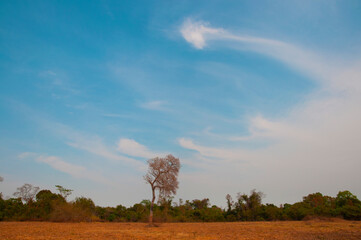 artistic nature - threshold between pasture and forest