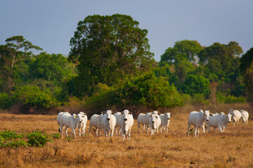 A couple of cows up front