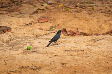 black bird over terracota background