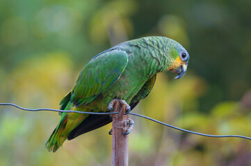 Domesticated parrot on a stick