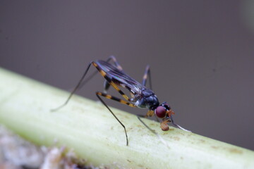 black ant on a leaf
