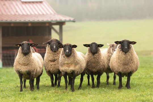 a cute group of sheep on a pasture stand next to each other and look into the camera