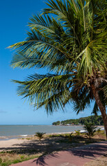 Obraz na płótnie Canvas Joao Pessoa, Paraiba, Brazil, on November 5, 2004. Coconut grove on Cabo Branco beach.
