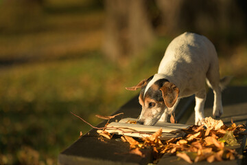 Cute Russell Terrier dog reading a book on a bench. Dog is 13 years old.