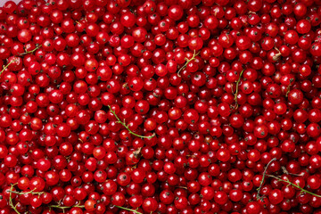 Background with many ripe juicy red currant berries.