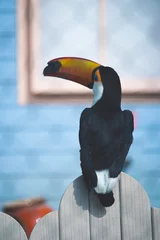 Papier Peint photo Lavable Toucan toucan on the beach