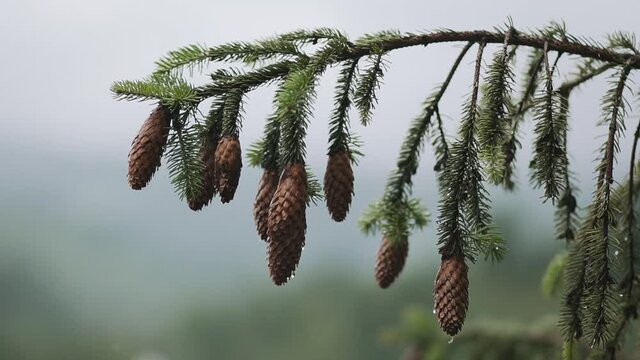 Fully Closed Pine Cone On A Tree Branch. Rain drops on pine cones