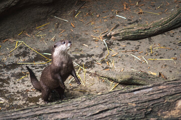 baby otter in zoo