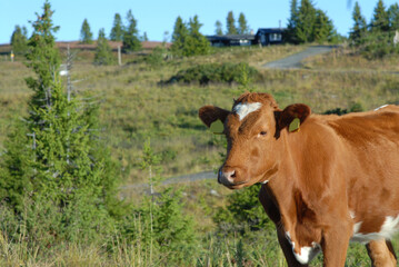 A close up portrait of a brown, hornless dairy cow against a backdrop of a countryside. There is a farm in the distance.