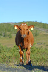 Naklejka na ściany i meble A brown calf walks through a green meadow against blue sky. Looking straight into the camera. Sunny day. Vertical.