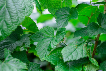 green leaves of grapes. natural background. perennial.