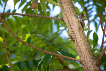木の枝にとまった二匹のセミ