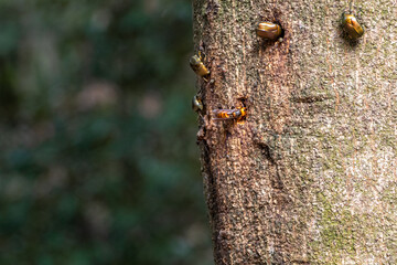 木の樹液に集まるスズメバチとカナブン